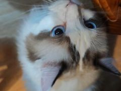 -白兔子密室(长寿路店)