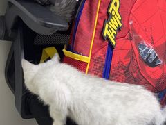 -美联众合动物医院·24h转诊中心