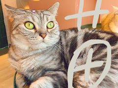 -猫儿山۰猫主题餐厅