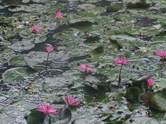 -野象谷景区