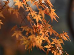 -上海植物园·停车场