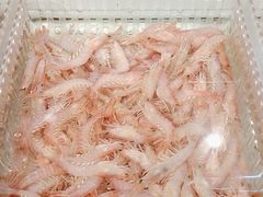 -山海经·海边人家 海鲜新青岛菜(扬州路店)