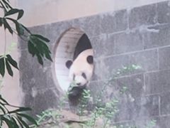 -中国大熊猫保护研究中心雅安碧峰峡基地