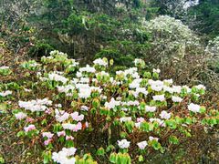 -黄龙山原始森林景区
