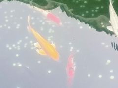 -华林禅寺