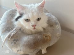 -宠颐生汉谟拉比宠物医院