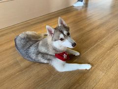 養樂多-Husky Go! 哈士奇体验馆·宠物咖啡厅狗咖