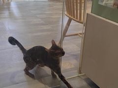 -楼上猫咖(罗湖店)