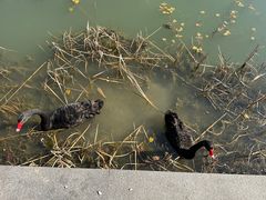 -昆山城市生态森林公园