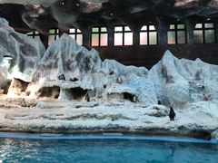 -帝企鹅自助餐厅•儿童岛•真企鹅(长隆企鹅酒店)