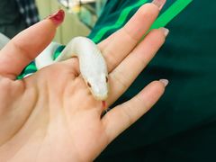 -藦茜花园宠物主题亲子互动体验馆(国顺东路店)