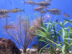 -上海海洋水族馆