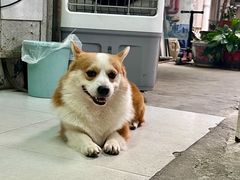 栗子-小梁哥云吞面(黄贝岭店)