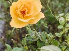 -亚龙湾国际玫瑰谷