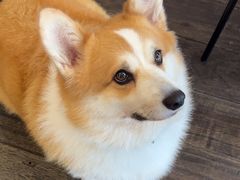 -肥朵食堂(带梦胡同店)