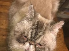 -猫色咖啡·猫咖