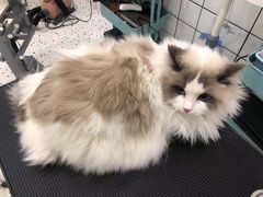 -BABIT巴比特宠物(MOMOPARK店)