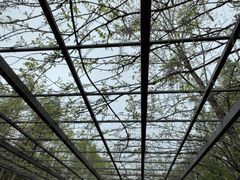 -东平国家森林公园