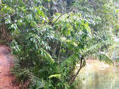 -热带雨林自然公园