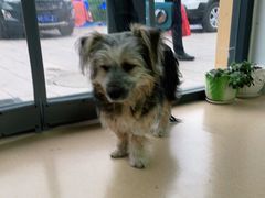 -小叮当动物医院·骨科·眼科