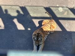 -大连森林动物园