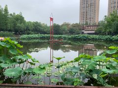 -陈家山荷花公园