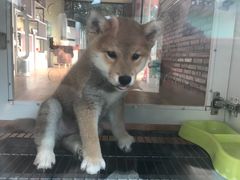 -柴犬高等学院·狗咖·柴犬售卖·宠物训练