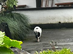 -日出青木