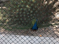 -北京鹿世界主题园