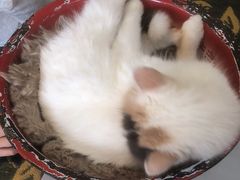 -平行世界·猫咖(首经贸店)