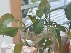 -三猫黑鱼花(南大店)