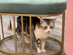 -BABIT巴比特宠物(MOMOPARK店)