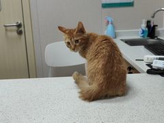 -安安宠医·臻爱宠物医院·宠保定点(营门口路分院)