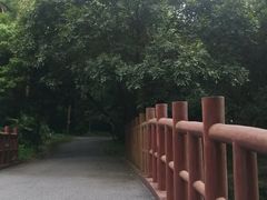 -南宁良凤江国家森林公园