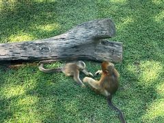 -大连森林动物园