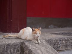-大召无量寺