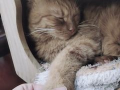 -猫小院猫主题咖啡厅(北锣店)