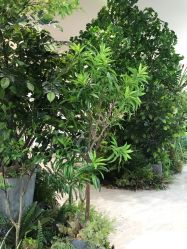 点击看大图 -MuseMarry婚纱(前海嘉里中心店)