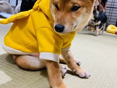 -逗柴咖啡屋·狗咖猫咖宠物桌游