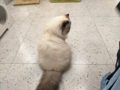 -喵园·猫主题咖啡厅·撸猫·猫咖(国贸店)