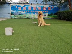 -宠物寄养训练学校