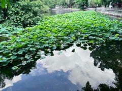 -荔湾湖公园