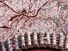 -桃花堤公园