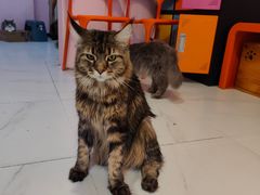 -我爱猫咪·猫咖·狗咖·安哥拉兔·羊驼咖(小寨华旗店)