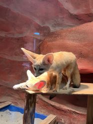 -Zoolung Zoolung动物主题公园(海信广场店)