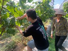 -马陆小张葡萄园农家乐