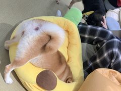 -逗柴咖啡屋·狗咖猫咖宠物桌游