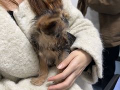 -特一安24小时宠物医院·骨科·中兽医