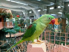 -南宫五洲植物乐园