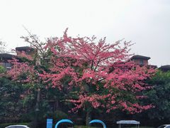 -美的鹭湖森林度假区